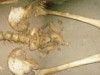 thumbs scheletschela cladovei copy Uriasii din Scaieni